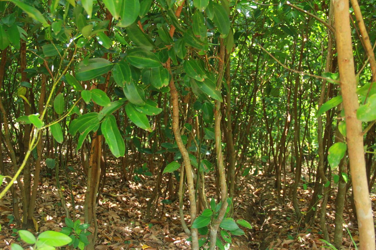 Villa Mirissa Eco Hills Exterior foto